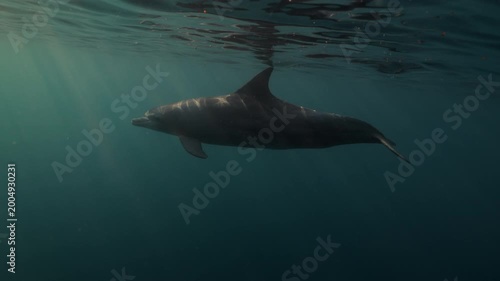 Bottlenose dolphins swim freely through crystal-clear azure water, illuminated by the golden light of sunset. A peaceful underwater moment in the wild, capturing nature's beauty and freedom.