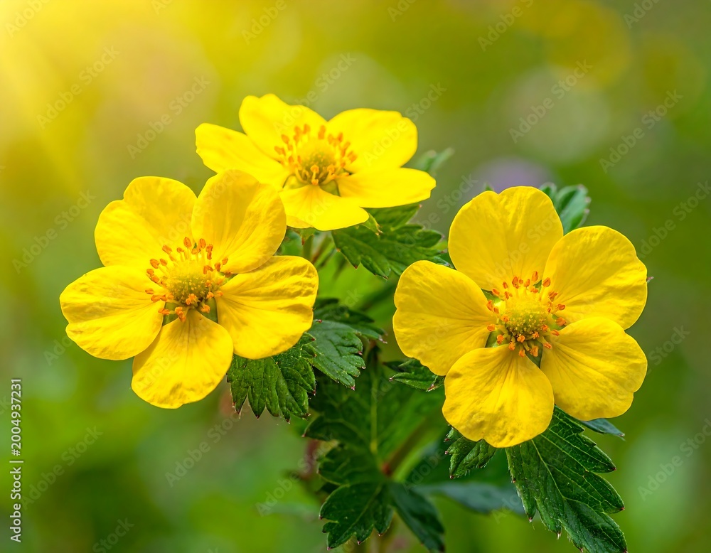 Obraz premium Bright yellow blossoms bathed in soft sunlight