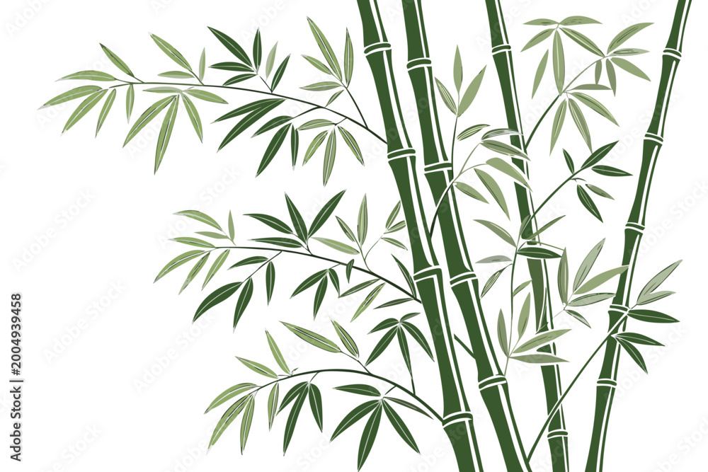 Fototapeta premium A stylized vector illustration of lush green bamboo stalks and delicate branches with soft leaves on a white background for design projects.