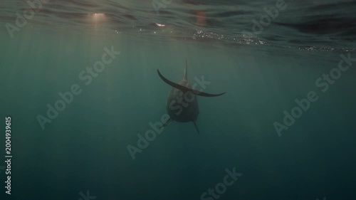 Bottlenose dolphins swim freely through crystal-clear azure water, illuminated by the golden light of sunset. A peaceful underwater moment in the wild, capturing nature's beauty and freedom.