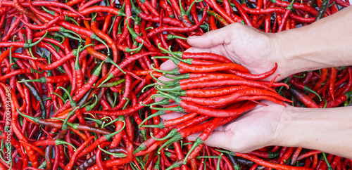 Fotografie Photo of a hand holding a curly red chili on top of a pile of curly red chilies
