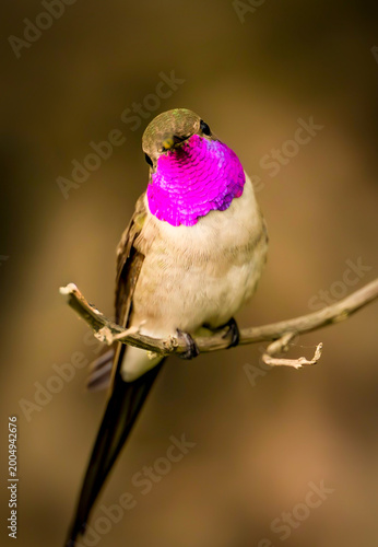 ave pajaro