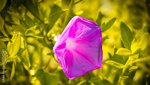 flor