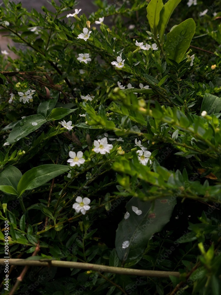 Fototapeta premium Delicate white wildflowers bloom amidst lush green foliage, creating a serene natural backdrop