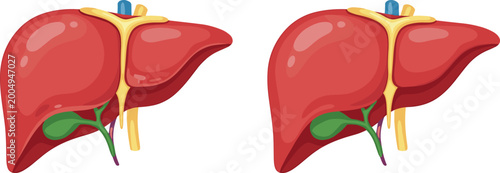 Schilderij op canvas Human liver anatomy illustration featuring healthy organ with bile ducts and gal