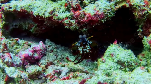 Peacock mantis shrimp facing camera in coral habitat underwater in Bali, showing alert posture, defensive stance and marine crustacean behavior in tropical ocean environment.