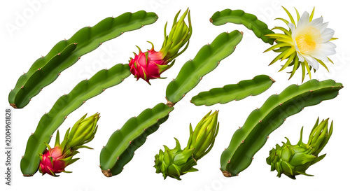 Dragon Fruit Plant Elements With Buds Fruit And Flower on Transparent Background
