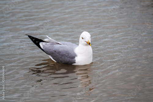 Large white seagull with gray wings and black tail feathers is skimming across the water's surface.
