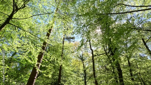 Sunny Forest Scenery During Springtime