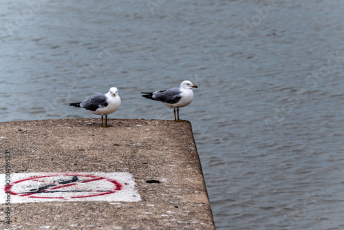 Two seagulls are resting on a concrete pier against the backdrop of the gray surface of Lake Michigan.