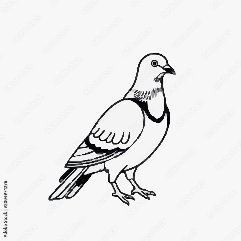 Fototapeta premium Line art dove of pigeon illustration 