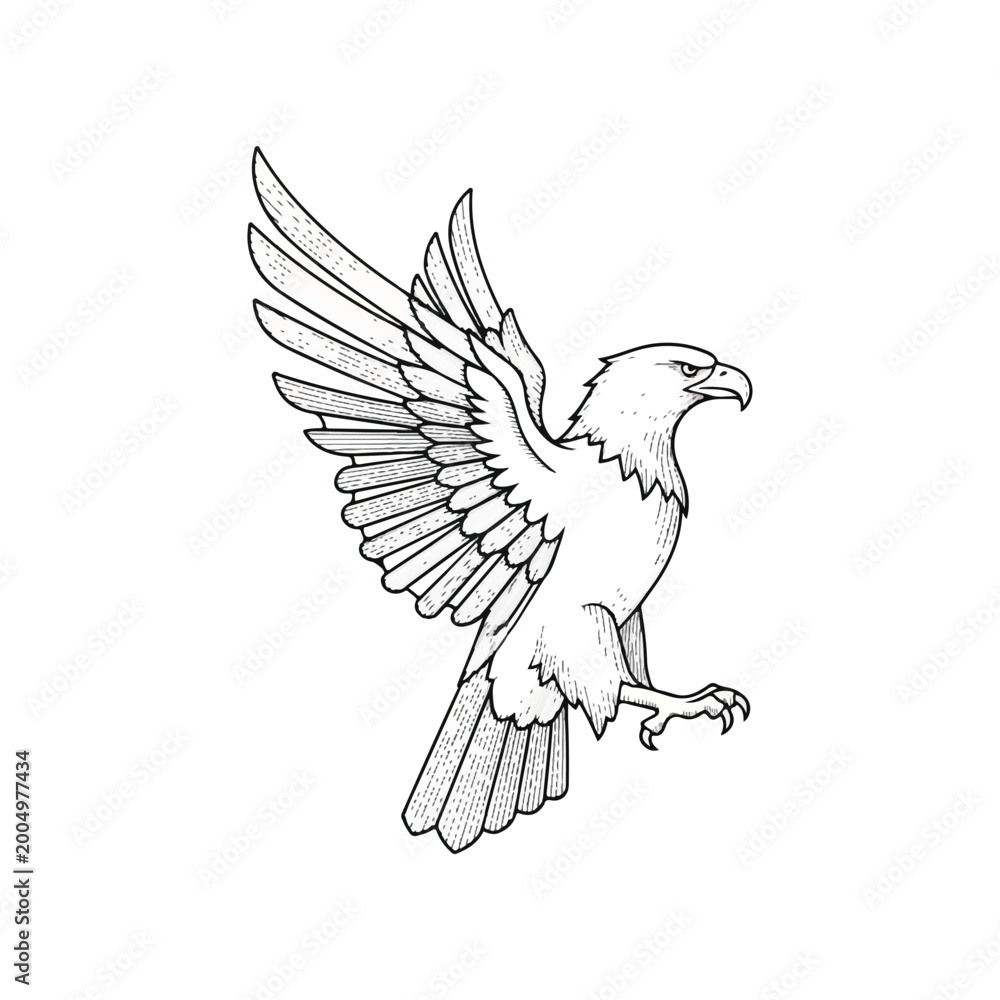 Fototapeta premium Eagle in flight with wings spread.