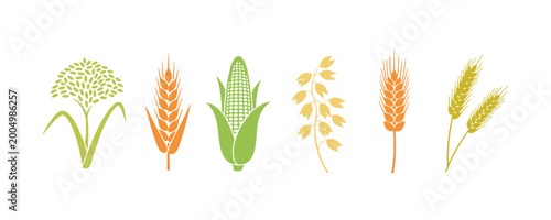 Vector icons of cereals including rice, wheat, corn, oats, rye, and barley. Illustration included.