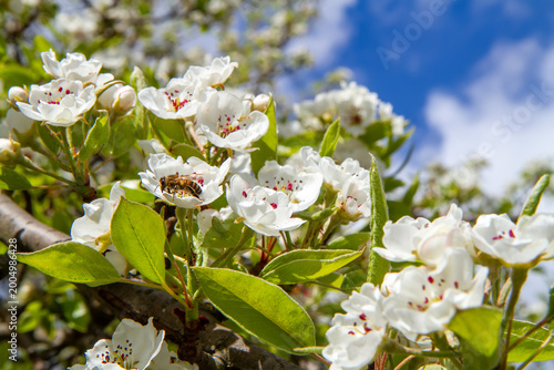 Obraz na plátně Spring blossoming of a pear tree close-up. Bee on a flower.