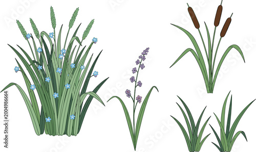 Εκτύπωση καμβά Wild Grass and Flower Vector Set with Blue and Purple Blooms for Nature, Gardeni