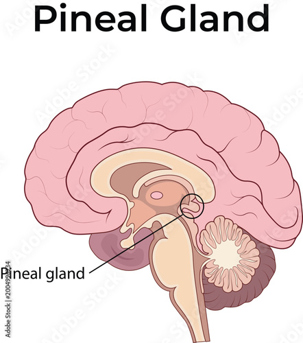 Pineal Gland Anatomy  Design Vector Illustration