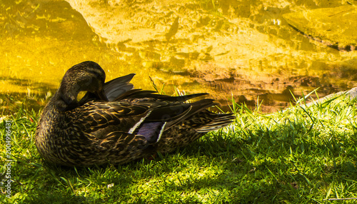 Duck on Riverbank