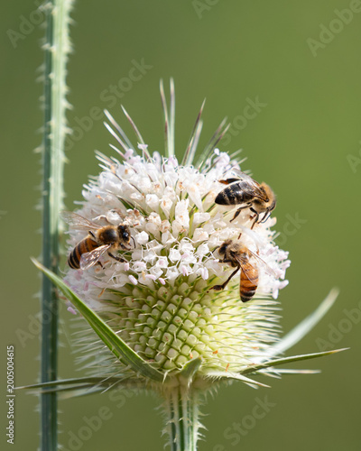 Photography Three honey bees work together to pollinate a white-flowering Cutleaf Teasel pla