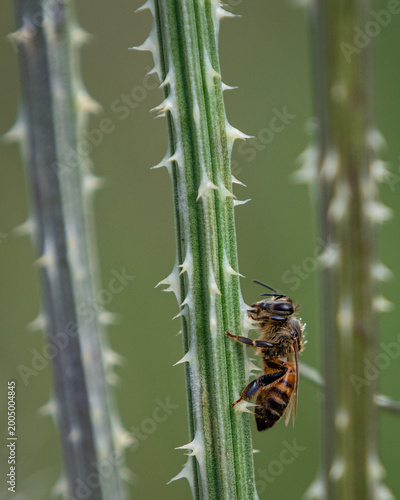 Foto A honey bee clinging to one of three sharp, spiny stems of a Cutleaf Teasel plan