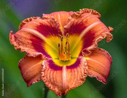 Close-up of a vibrant orange and deep red ruffled flower
