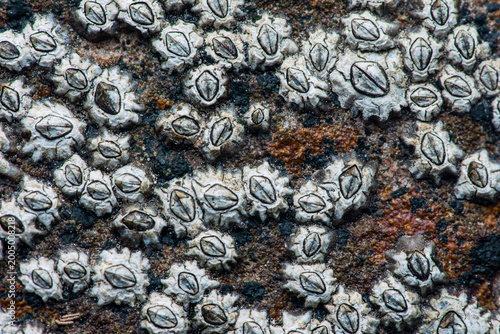 Acorn barnacles clinging to rock surface