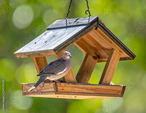 Dove perched on wooden bird feeder, soft green background