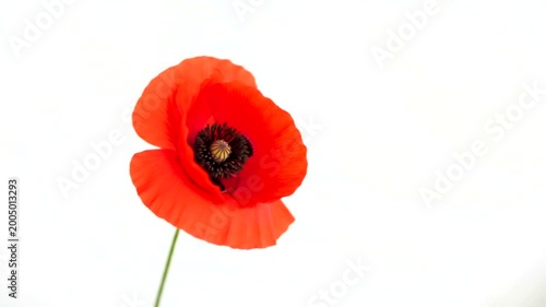 A single bright red poppy flower isolated on a white background.