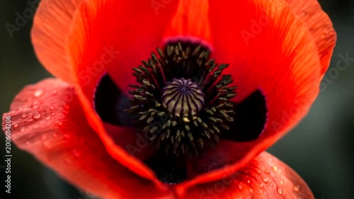 Beautiful Vibrant Red Poppy Flower Blooming in a Field.