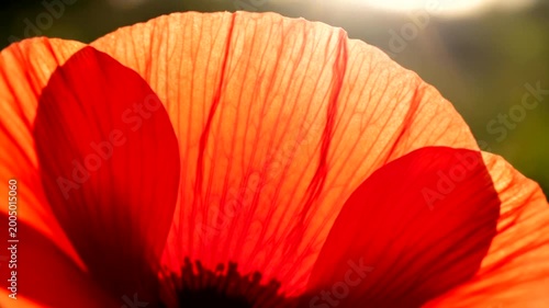 Close up view of a beautiful bright red poppy flower petal.