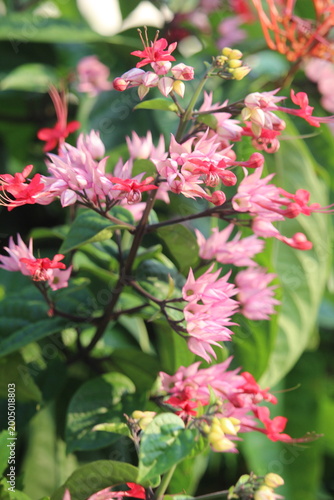 The betel leaf plant ( Red Clerodendrum thomsoniae) is a type of climbing ornamental plant belonging to the Lamiaceae family (formerly included in Verbenaceae) originating from tropical West Africa.