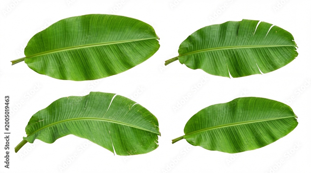 Obraz premium Four fresh green leaves isolated on a plain surface
