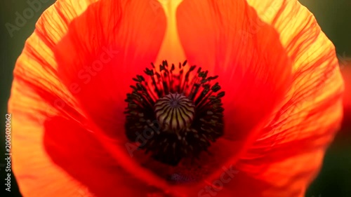 Stunning macro shot of a vibrant red poppy flower in a meadow.