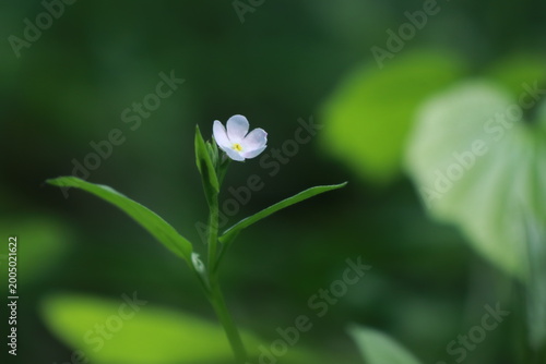 참꽃마리