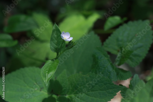 참꽃마리