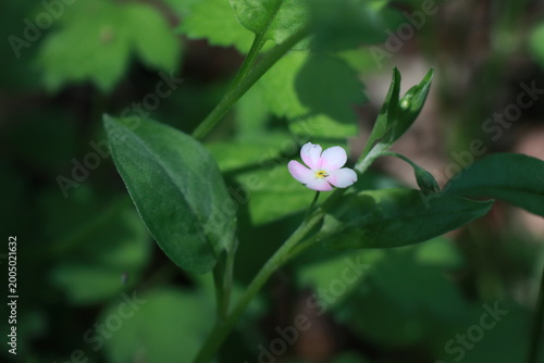 참꽃마리