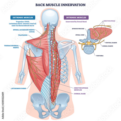 Fotografi Back muscle innervation brief, nerves, erector spinae, and spinal cord pathways mapped for extrinsic vs intrinsic control