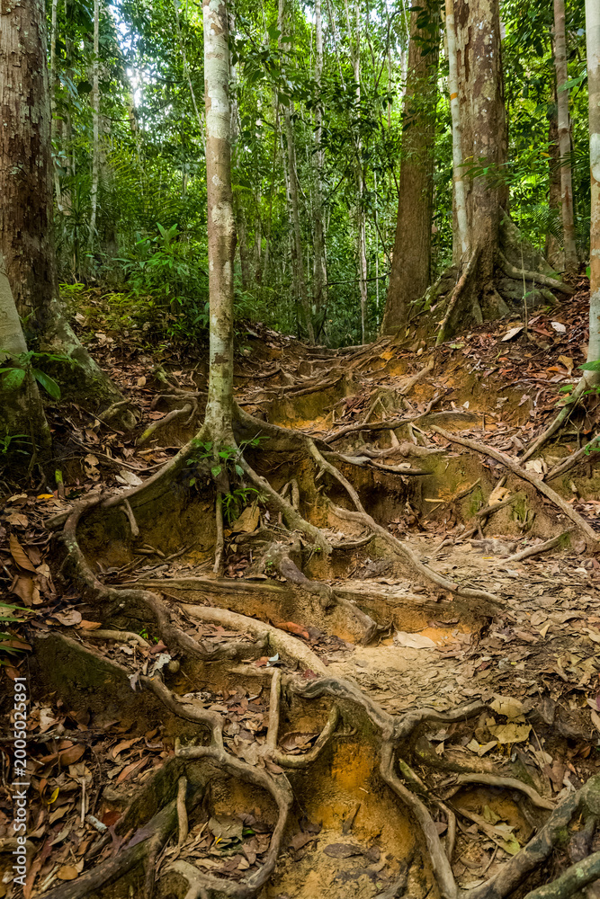 Obraz premium Exposed tree roots creating a natural staircase on a tropical rainforest forest floor
