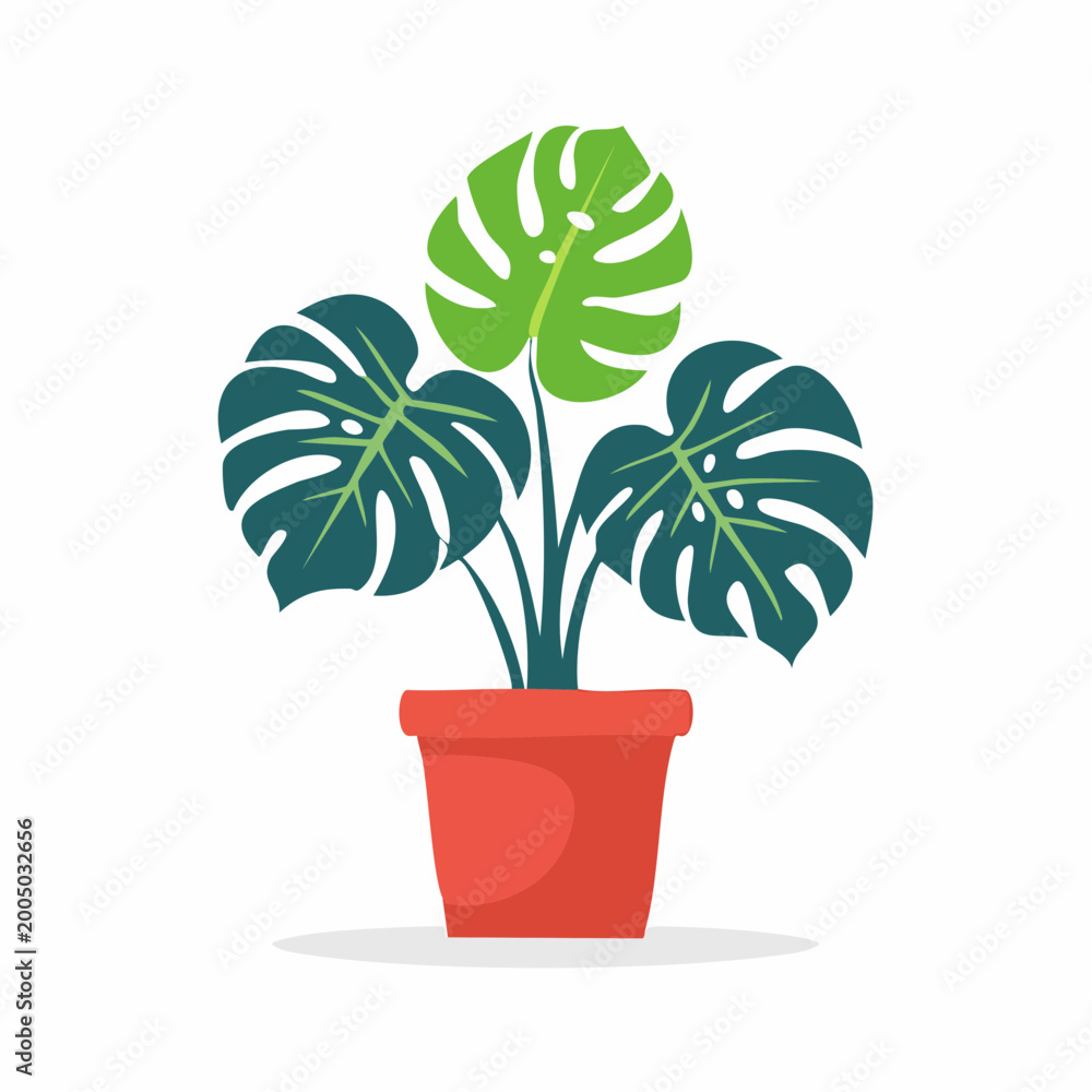Fototapeta premium Monstera Plant in a Red Pot