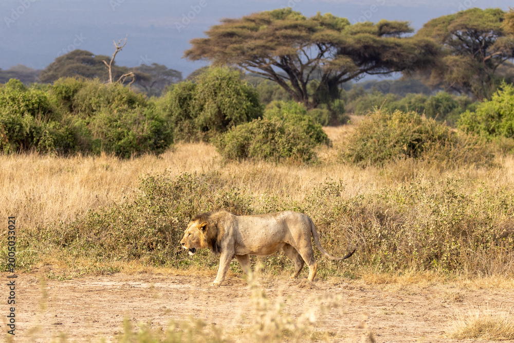 Fototapeta premium African lion stalking while walking in Amboseli National Park in Kenya Africa KEN