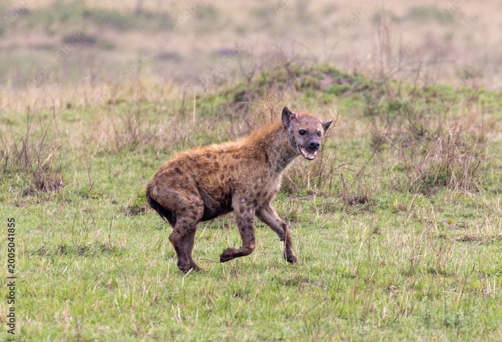 Obraz premium Hyena who was injured by a lion is running in Masai Mara National Park in Kenya Africa KEN