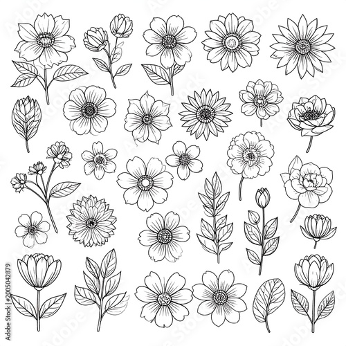 Assorted botanical sketches of floral elements