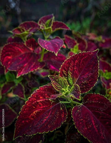 Close-up of a vibrant plant displaying large, textured leaves in shades of deep red and green with a blurred background