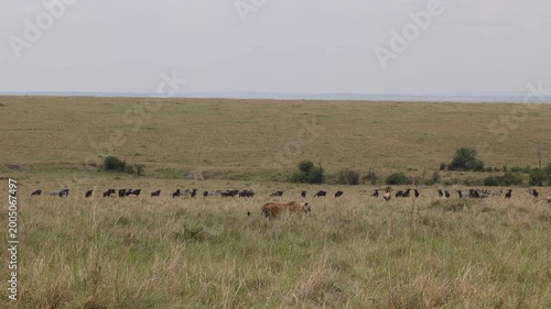 Lioness stalking through long grass past distant herd of wildebeest and topi on the Masai Mara plains, African lioness on the hunt at a distance, Kenya wildlife 4K B-roll