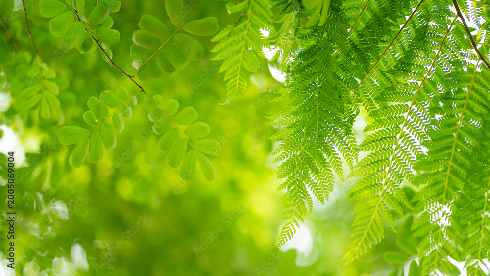 Fototapeta premium abstract circular green bokeh background, green nature spring and nature light in blurred style, copy space
