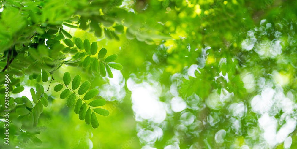 Fototapeta premium abstract circular green bokeh background, green nature spring and nature light in blurred style, copy space