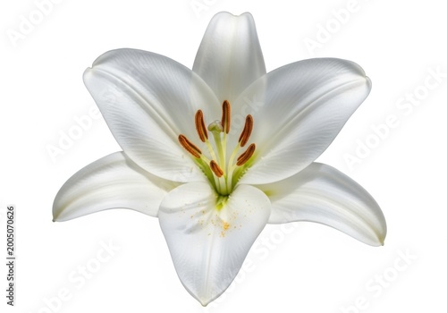 Close up of a single white lily flower isolated on white background
