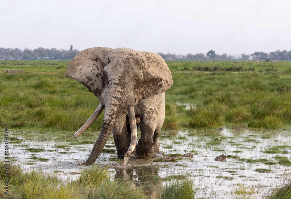 Obraz premium African elephant bull tusker named Pascal who was wading and giving himself a mudbath in Amboseli National Park in East Africa Kenya KEN