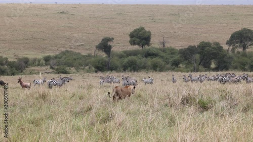 Lioness approaching mixed herd of zebra wildebeest and topi on the Masai Mara savannah, African lioness on the hunt closing in on prey at distance, Kenya wildlife 4K B-roll