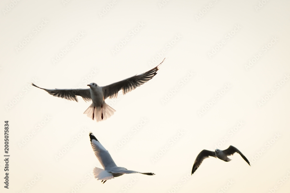 Fototapeta premium Seagulls in Flight Against Soft Sunset Sky Background