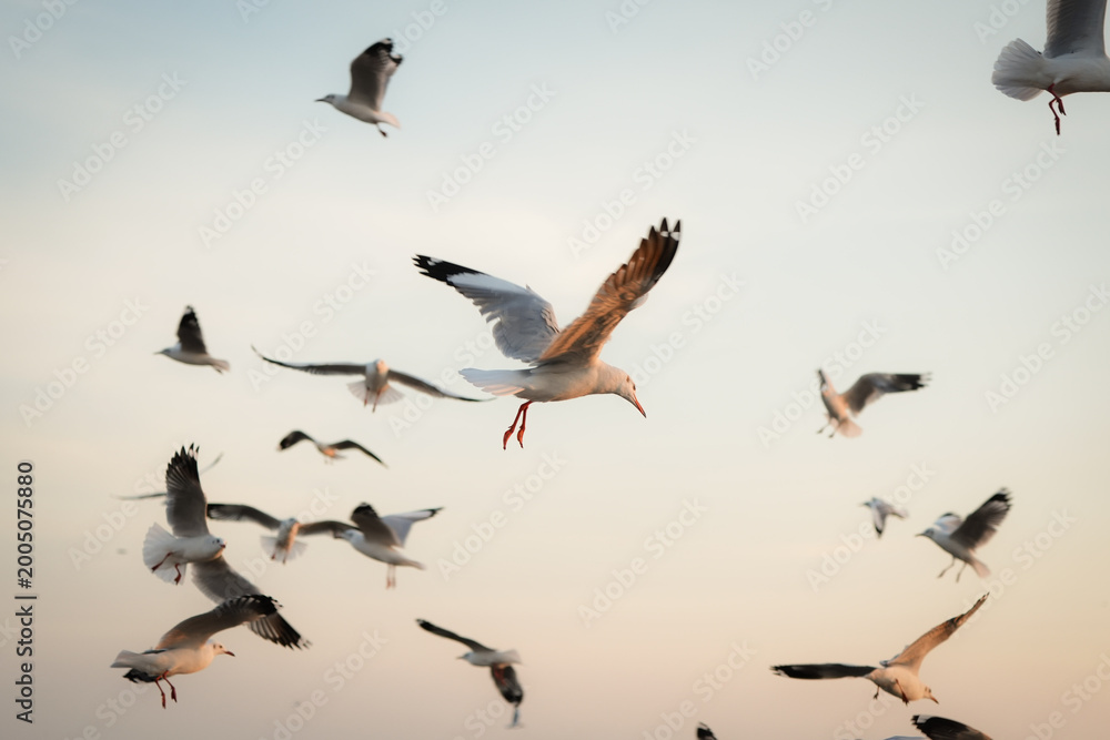 Obraz premium Seagulls in Flight Under Soft Sunset Sky with Calm Ocean Background